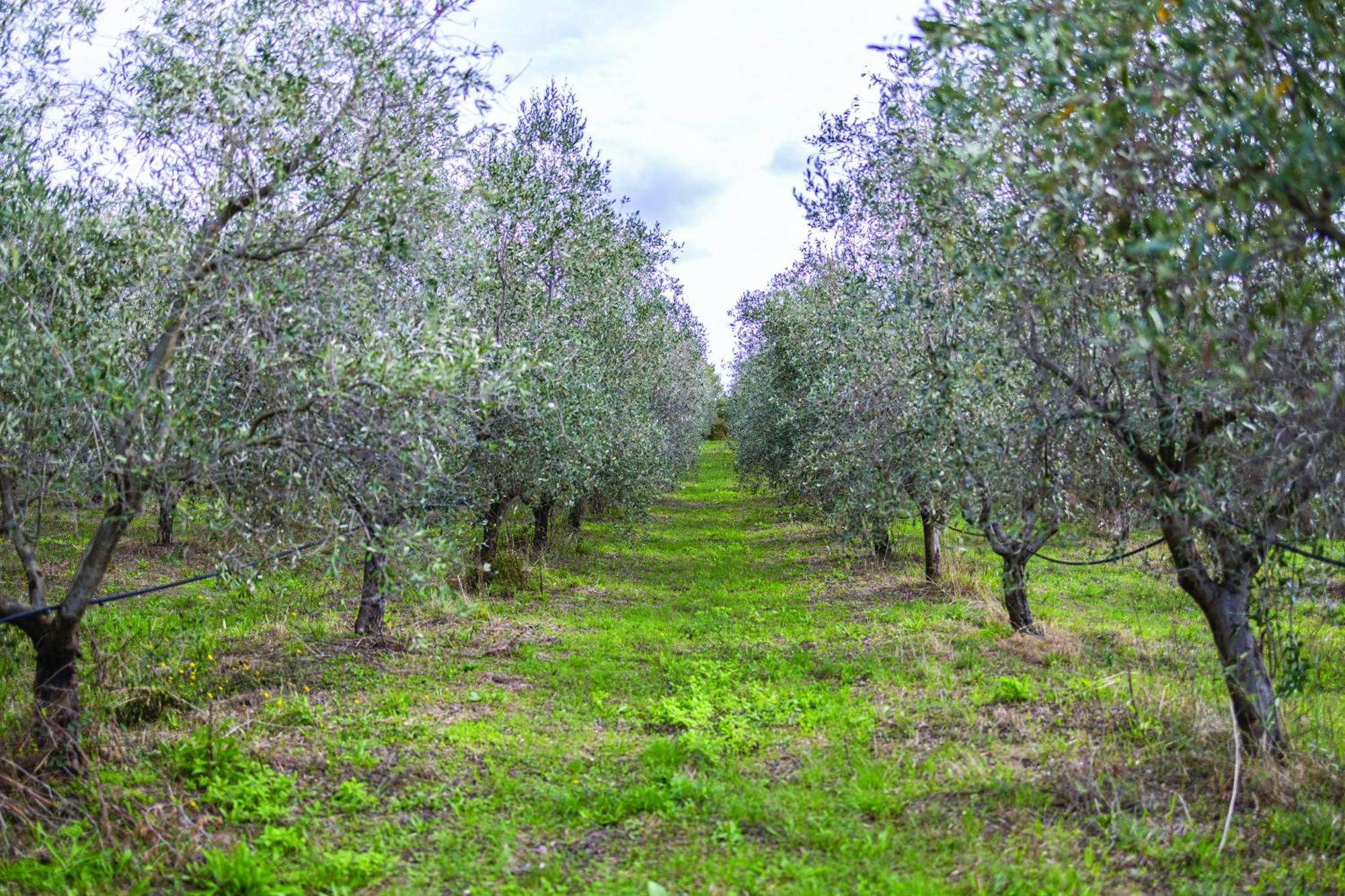 Agriturismo La Petrosa Ceraso Экстерьер фото